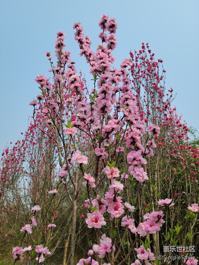 胡乱拍的桃花花儿