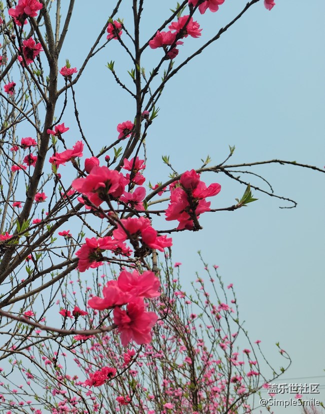 胡乱拍的桃花花儿