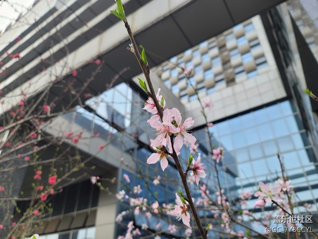 春日风景，街景随拍，纯属分享