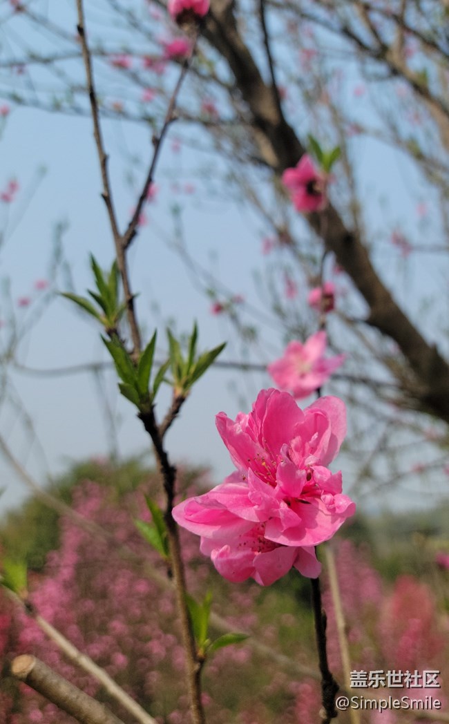 胡乱拍的桃花花儿