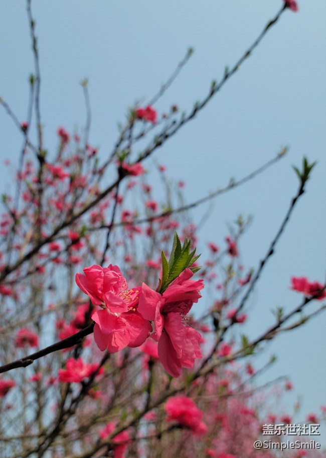 胡乱拍的桃花花儿