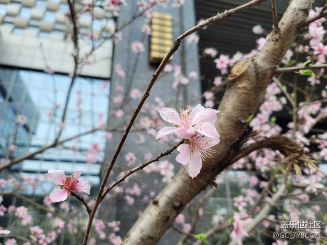春日风景，街景随拍，纯属分享