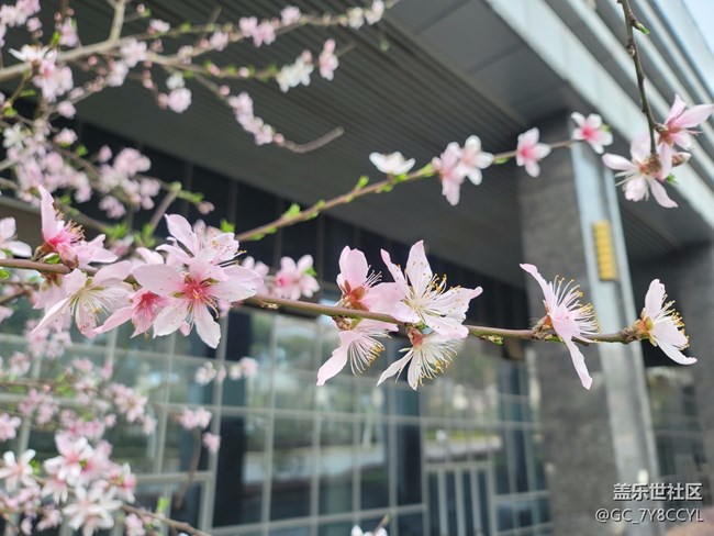 春日风景，街景随拍，纯属分享