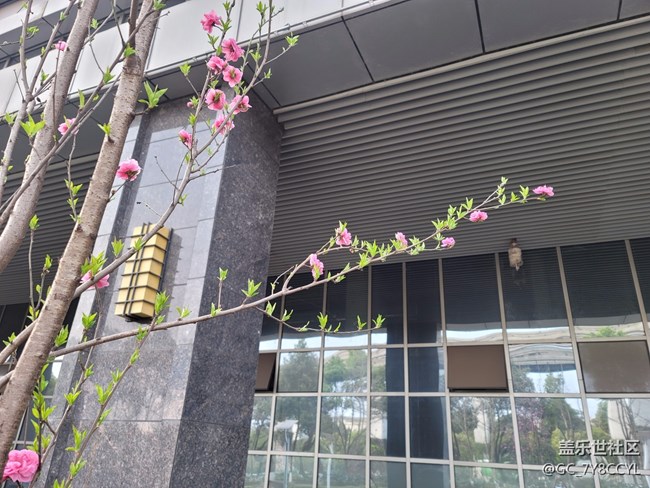 春日风景，街景随拍，纯属分享