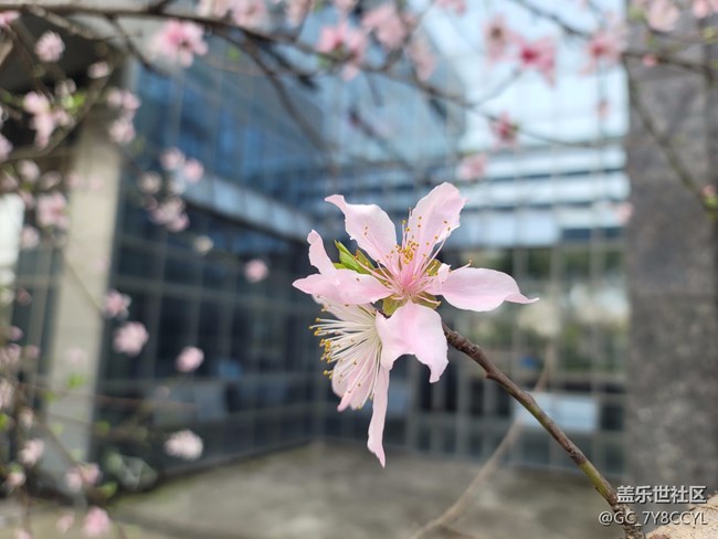 春日风景，街景随拍，纯属分享