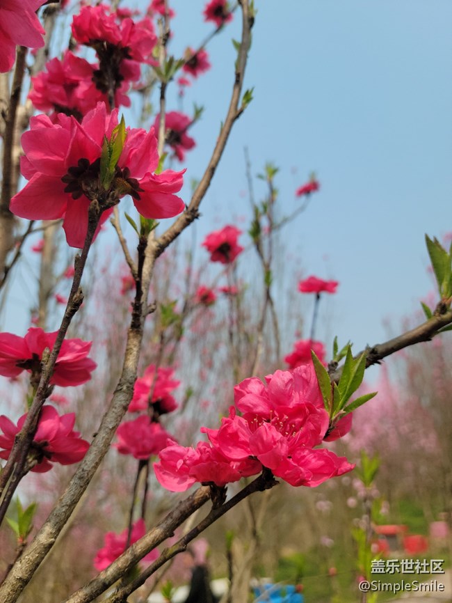 胡乱拍的桃花花儿