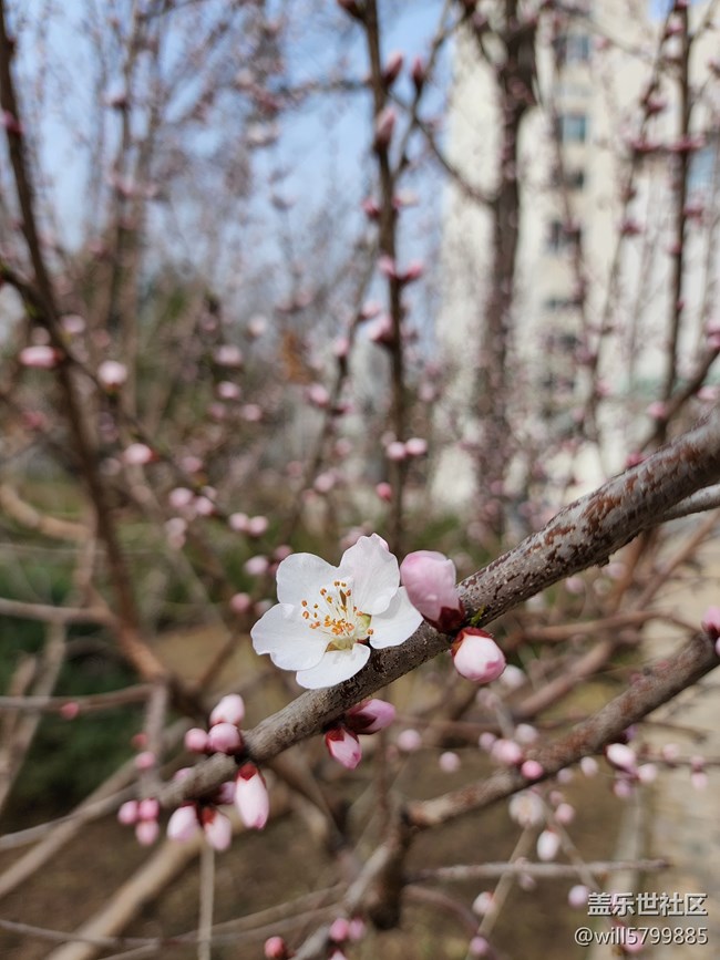 春天来了