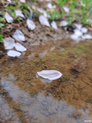 GalaxyA53 雨后春润 随拍大赏