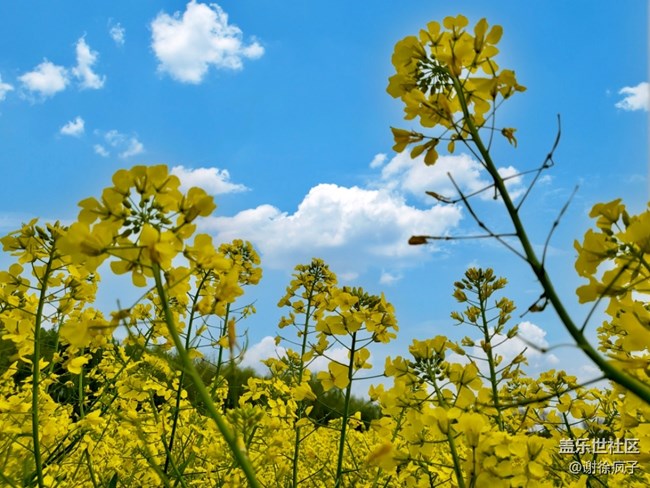 Zflip3 拍照嘎嘎香