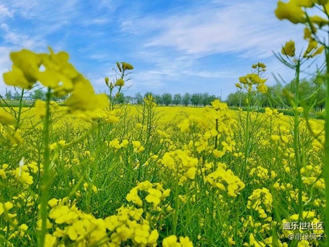 Zflip3 拍照嘎嘎香