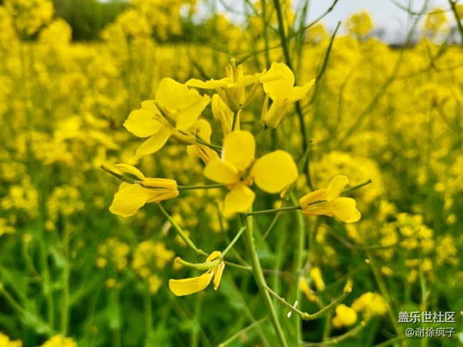 Zflip3 拍照嘎嘎香
