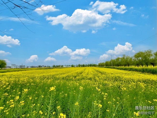 Zflip3 拍照嘎嘎香