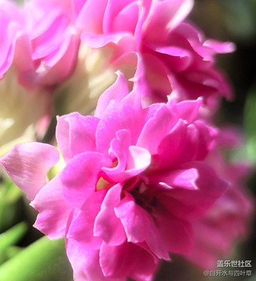 已开奖【盖乐世影像周赛第235期】——春日幸事
