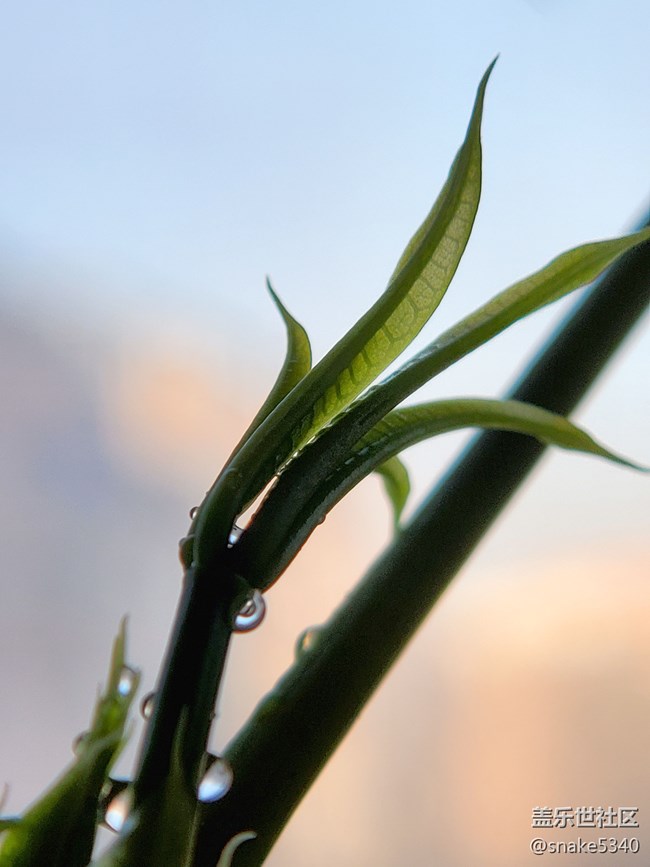 【春分时节】+ 嫩芽