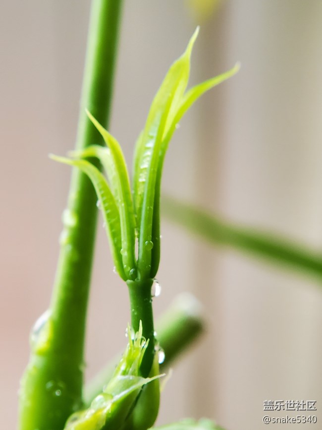 【春分时节】+ 嫩芽