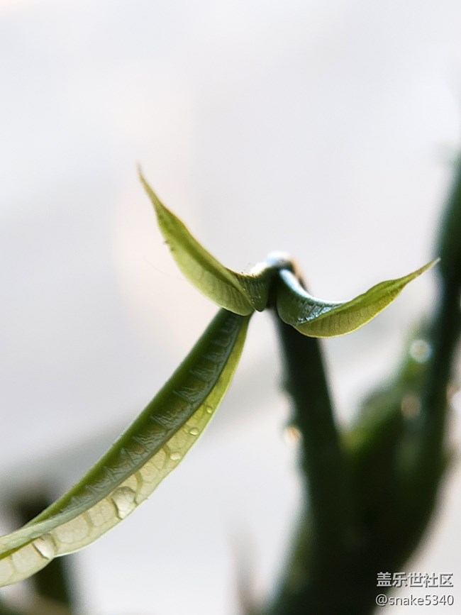 【春分时节】+ 嫩芽
