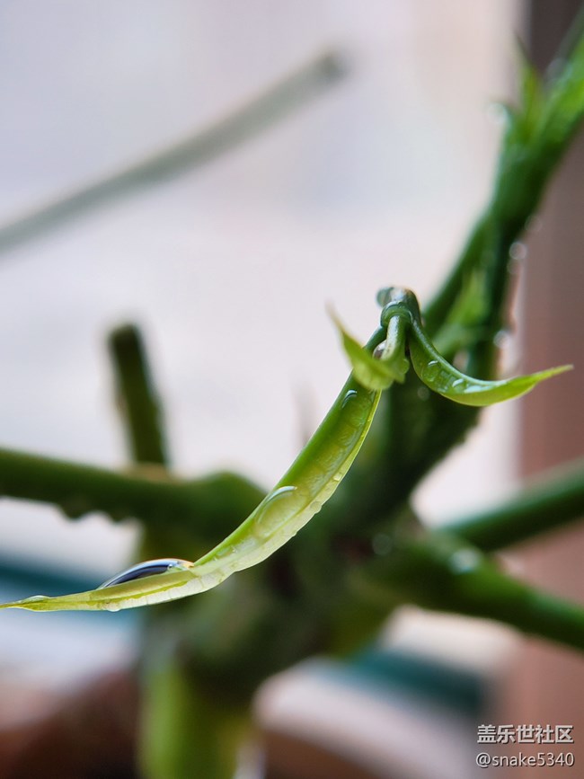 【春分时节】+ 嫩芽