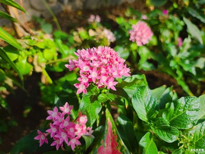 花语美颜