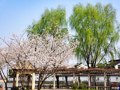 【春日幸事】+春风拂面
