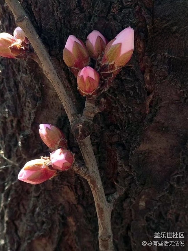【春分时节】+桃花