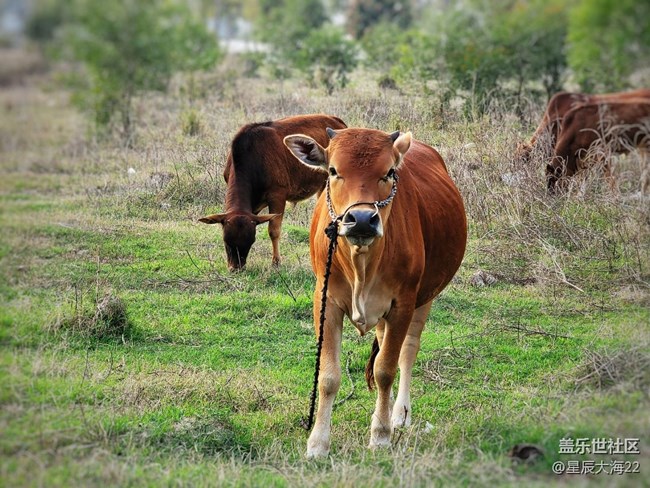 【可爱的它】牛