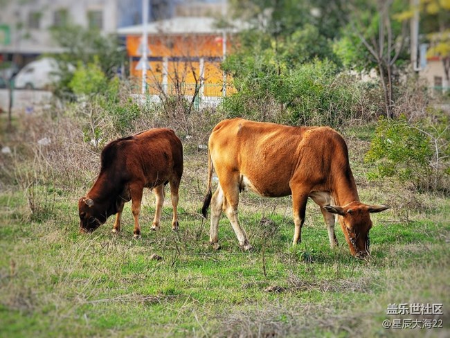 【可爱的它】牛