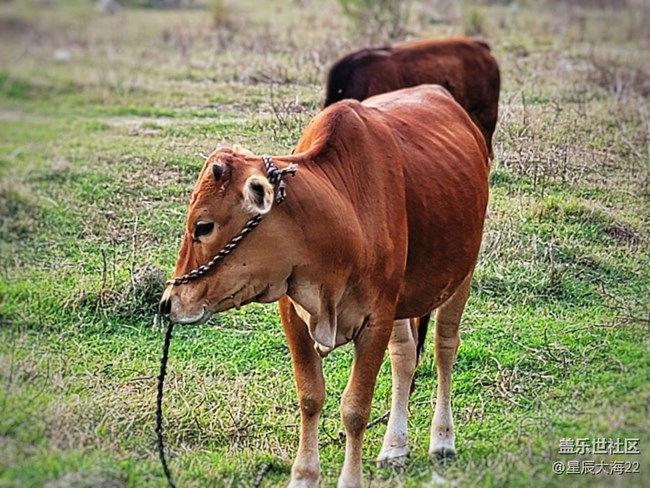 【可爱的它】牛