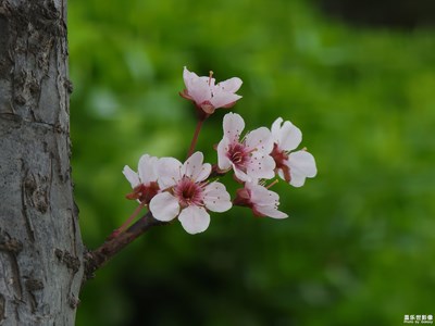 花开小叶李