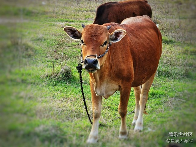 【可爱的它】牛