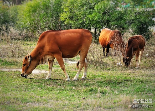 【可爱的它】牛