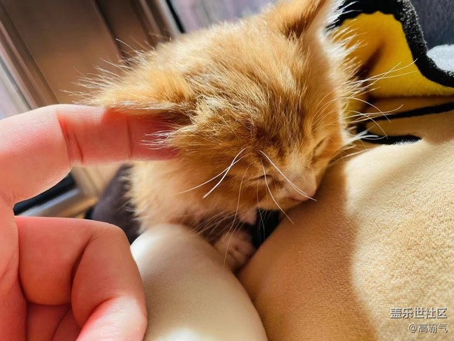 【可爱的它】+小猫咪