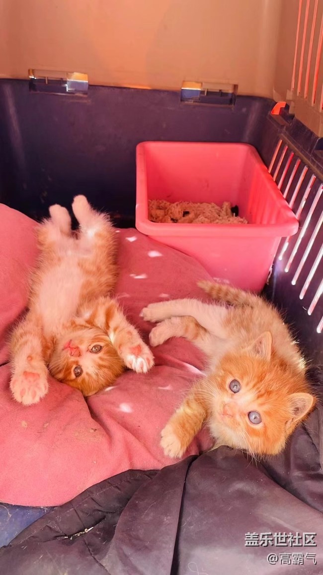 【可爱的它】+小猫咪