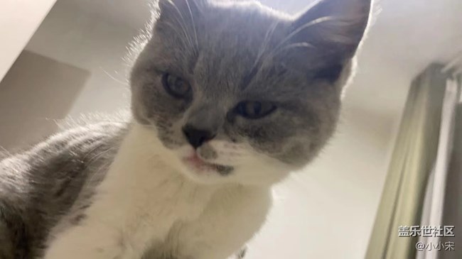 【可爱的它】小猫咪