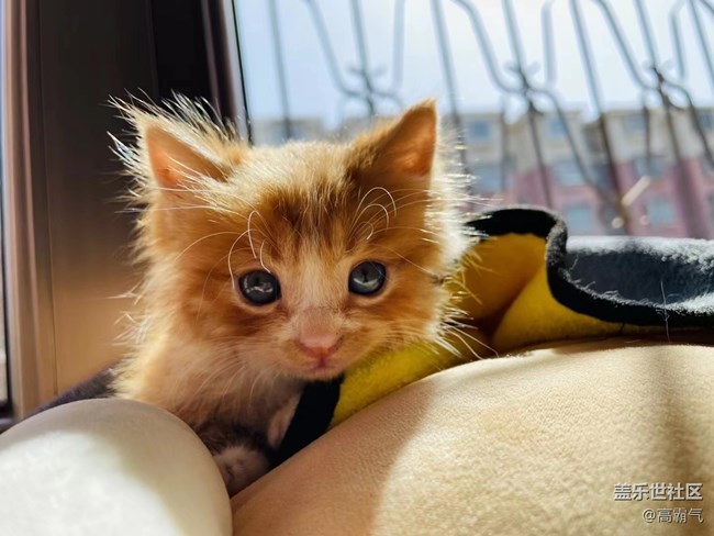 【可爱的它】+小猫咪