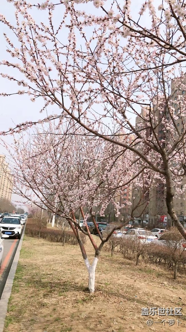 【春分时节】+ 错过了桃花时节