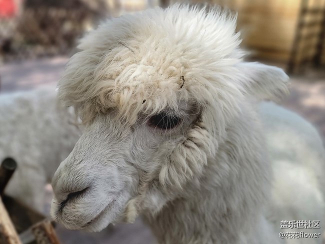 【可爱的它】+羊驼