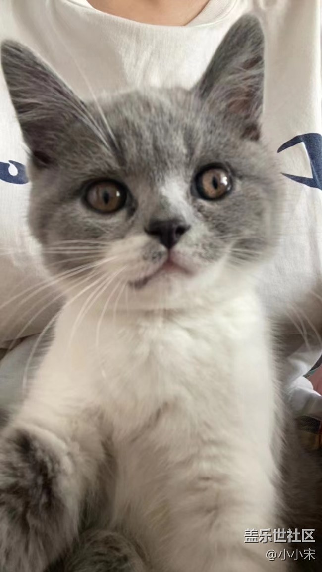 【可爱的它】小猫咪