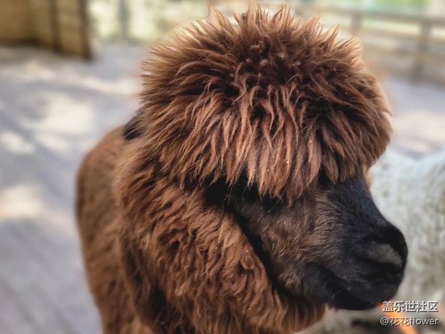 【可爱的它】+羊驼