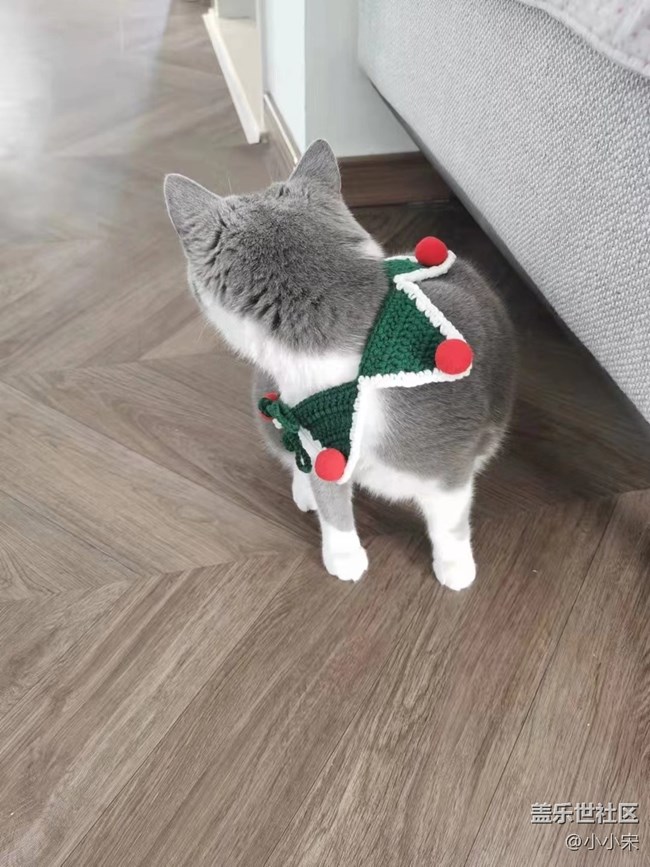 【可爱的它】小猫咪