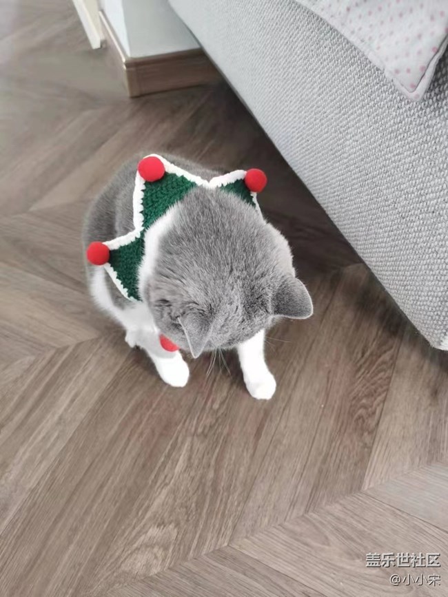 【可爱的它】小猫咪