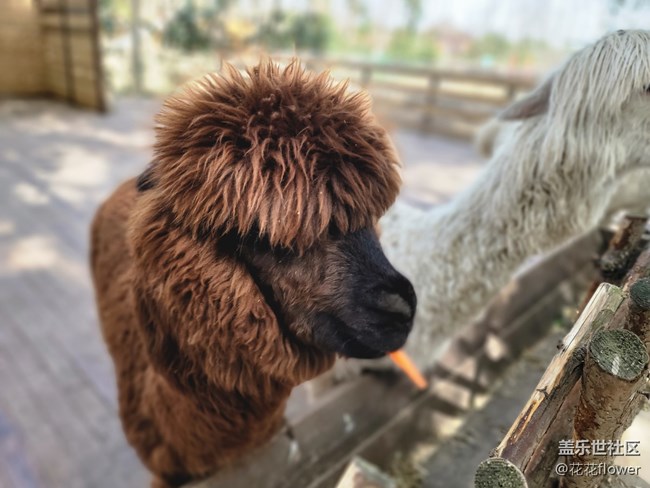 【可爱的它】+羊驼