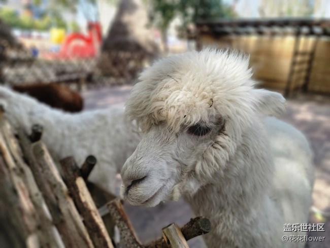 【可爱的它】+羊驼