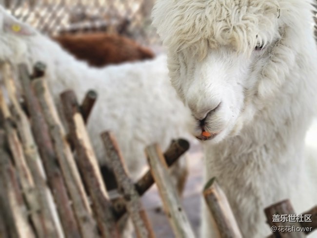 【可爱的它】+羊驼