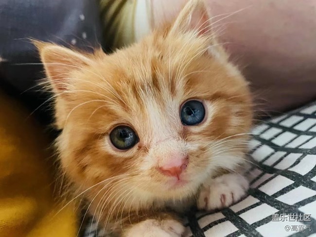 【可爱的它】+小猫咪