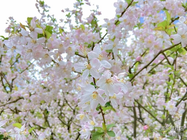 【春分时节】春天花儿开