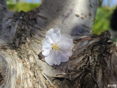 花开有期