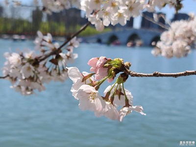 【日常随拍】+花海