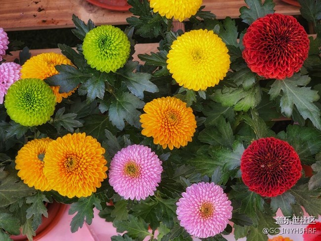 #春天来了——百花争艳