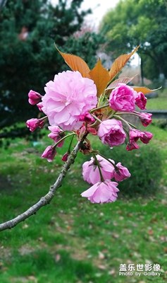 赏樱（2）