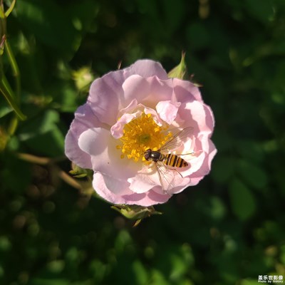 野花